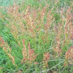 Rumex acetosella at Watson, ACT - 10 Oct 2021 06:03 PM