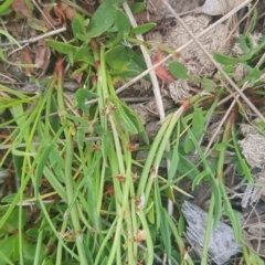 Rumex acetosella at Watson, ACT - 10 Oct 2021