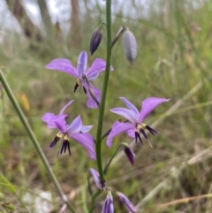 Arthropodium strictum (Chocolate Lily) at Mundarlo, NSW - 21 Oct 2021 by SteveBorkowskis