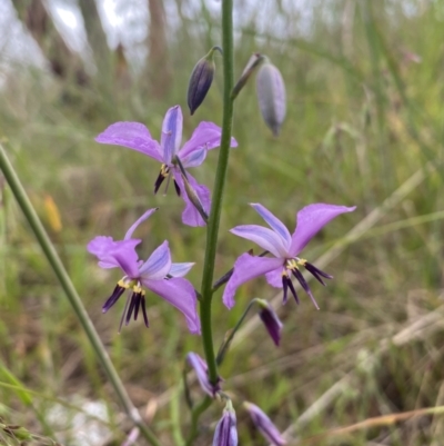 Arthropodium strictum (Chocolate Lily) at Mundarlo, NSW - 21 Oct 2021 by SteveBorkowskis