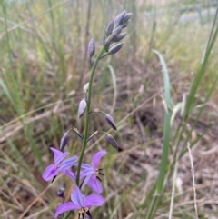 Arthropodium strictum at Mundarlo, NSW - 21 Oct 2021 05:35 PM