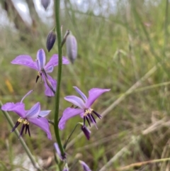 Arthropodium strictum at Mundarlo, NSW - 21 Oct 2021 05:35 PM