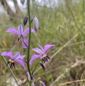 Arthropodium strictum at Mundarlo, NSW - 21 Oct 2021 05:35 PM