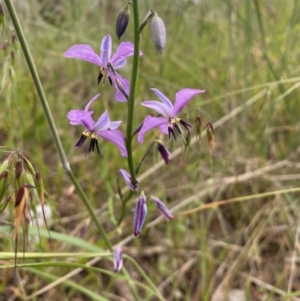 Arthropodium strictum at Mundarlo, NSW - 21 Oct 2021 05:35 PM