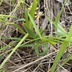 Arthropodium strictum at Mundarlo, NSW - 21 Oct 2021 05:35 PM