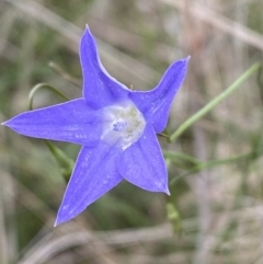 Wahlenbergia capillaris (Tufted Bluebell) at Mundarlo, NSW - 21 Oct 2021 by SteveBorkowskis