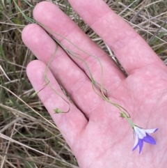 Wahlenbergia capillaris at Mundarlo, NSW - 21 Oct 2021