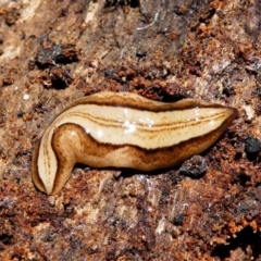 Lenkunya munda (A flatworm) at Paddys River, ACT - 8 Oct 2021 by HarveyPerkins