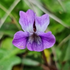 Viola betonicifolia (Mountain Violet) at Namadgi National Park - 21 Oct 2021 by RobG1