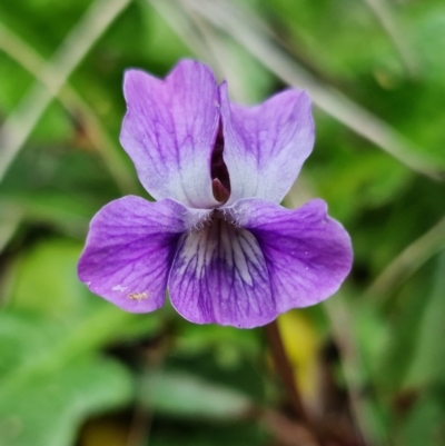 Viola betonicifolia (Mountain Violet) at Namadgi National Park - 21 Oct 2021 by RobG1