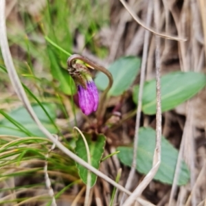 Viola betonicifolia at Cotter River, ACT - 21 Oct 2021