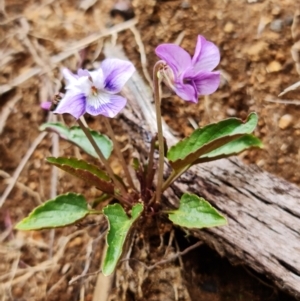 Viola betonicifolia at Cotter River, ACT - 21 Oct 2021