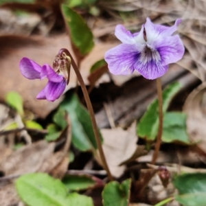 Viola betonicifolia at Cotter River, ACT - 21 Oct 2021