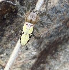 Unidentified Orb-weaving spider (several families) (TBC) at Mundarlo, NSW - 21 Oct 2021 by Steve_Bok