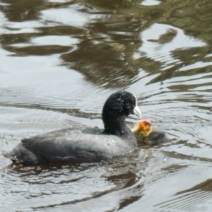 Fulica atra at Forde, ACT - 21 Oct 2021