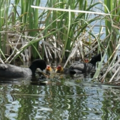 Fulica atra at Forde, ACT - 21 Oct 2021