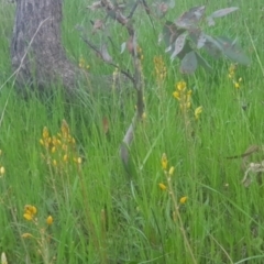 Bulbine bulbosa (Golden Lily) at Mount Majura - 16 Oct 2021 by MAX