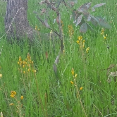 Bulbine bulbosa (Golden Lily) at Watson, ACT - 16 Oct 2021 by MAX