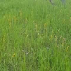 Bulbine bulbosa at Watson, ACT - 16 Oct 2021