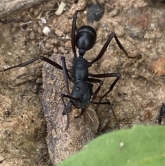 Rhytidoponera aciculata species group at Mundarlo, NSW - 21 Oct 2021 by Steve_Bok