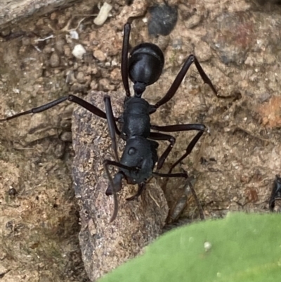 Rhytidoponera aciculata species group at Mundarlo, NSW - 21 Oct 2021 by SteveBorkowskis