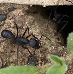 Rhytidoponera aciculata species group at suppressed - 21 Oct 2021