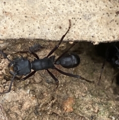 Rhytidoponera aciculata species group at suppressed - 21 Oct 2021