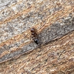 Crematogaster sp. (genus) (Acrobat ant, Cocktail ant) at Mundarlo, NSW - 21 Oct 2021 by SteveBorkowskis