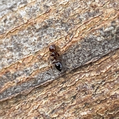 Crematogaster sp. (genus) (Acrobat ant, Cocktail ant) at Mundarlo, NSW - 21 Oct 2021 by Steve_Bok