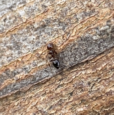 Crematogaster sp. (genus) (Acrobat ant, Cocktail ant) at Mundarlo, NSW - 21 Oct 2021 by SteveBorkowskis
