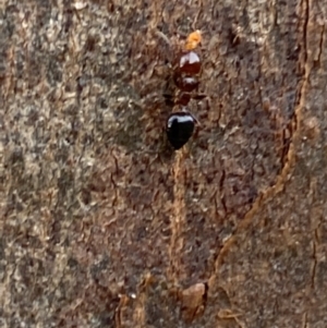 Crematogaster sp. (genus) at Mundarlo, NSW - 21 Oct 2021 05:57 PM