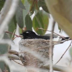 Rhipidura leucophrys (Willie Wagtail) at Stromlo, ACT - 21 Oct 2021 by HelenCross