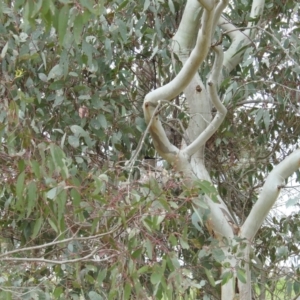 Rhipidura leucophrys at Kambah, ACT - 21 Oct 2021