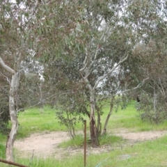 Rhipidura leucophrys at Kambah, ACT - suppressed