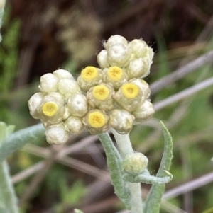 Pseudognaphalium luteoalbum at Mundarlo, NSW - 21 Oct 2021