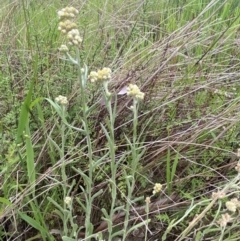 Pseudognaphalium luteoalbum at Mundarlo, NSW - 21 Oct 2021