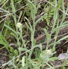 Pseudognaphalium luteoalbum at Mundarlo, NSW - 21 Oct 2021