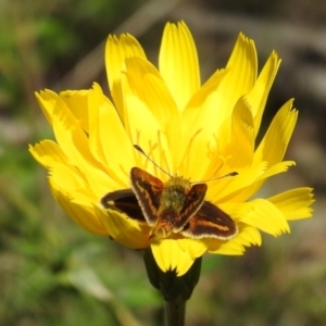 Taractrocera papyria at Kambah, ACT - 19 Oct 2021