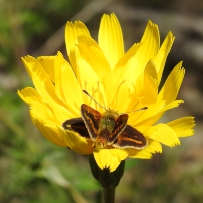 Taractrocera papyria (White-banded Grass-dart) at Kambah, ACT - 19 Oct 2021 by HelenCross