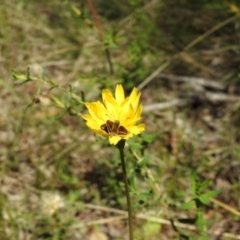 Taractrocera papyria at Kambah, ACT - 19 Oct 2021