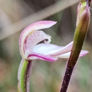 Caladenia alpina at Cotter River, ACT - 21 Oct 2021