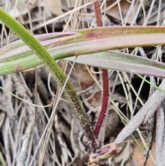 Caladenia alpina at Cotter River, ACT - 21 Oct 2021