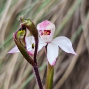 Caladenia alpina at Cotter River, ACT - 21 Oct 2021