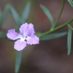 Scaevola ramosissima (Hairy Fan-flower) at Moruya, NSW - 20 Oct 2021 by LisaH