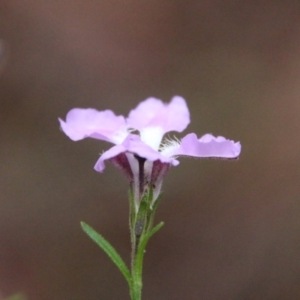 Scaevola ramosissima at Moruya, NSW - suppressed