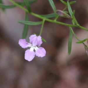 Scaevola ramosissima at Moruya, NSW - suppressed