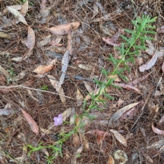 Scaevola ramosissima at Moruya, NSW - suppressed