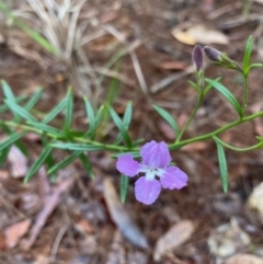 Scaevola ramosissima at Moruya, NSW - suppressed