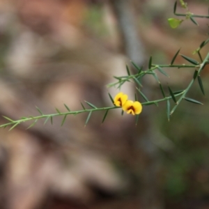 Daviesia ulicifolia at Moruya, NSW - suppressed