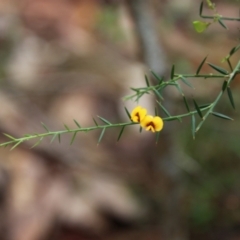 Daviesia ulicifolia at Moruya, NSW - 20 Oct 2021